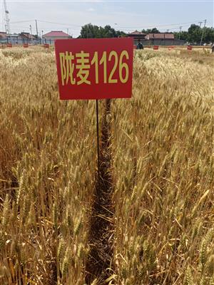 市农科院参加陇东旱塬冬小麦大面积单产提升 技术观摩研讨会