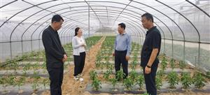 市农业农村局调研指导市农科院试验示范工作